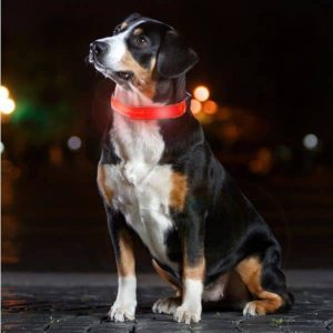 Világító LED nyakörv kutyáknak